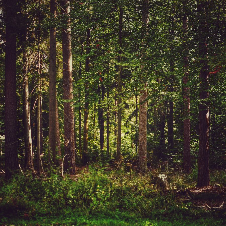 conifer trees in a forest