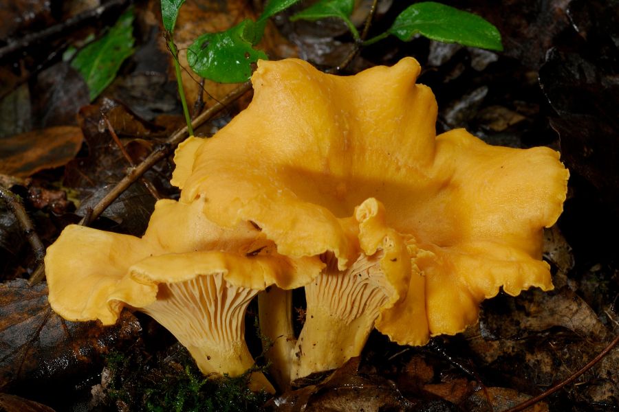 two yellow chanterelle mushrooms