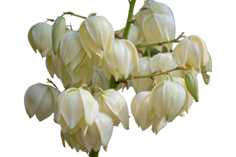 several white yucca flowers