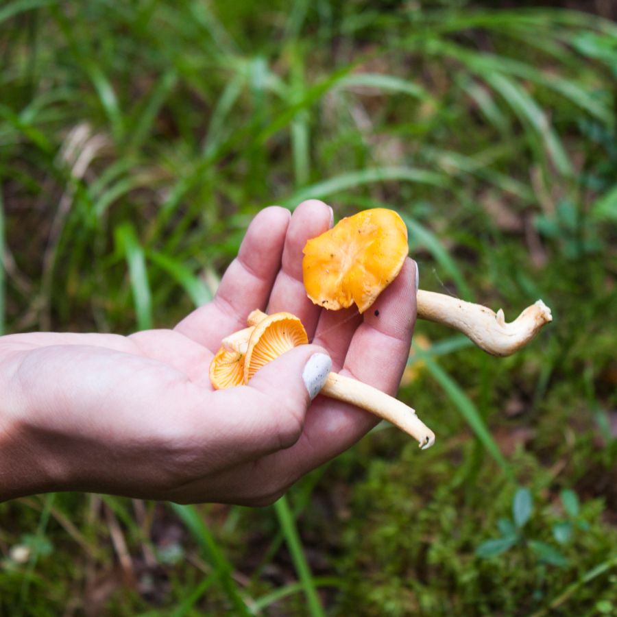 hand holding two foraged mushrooms