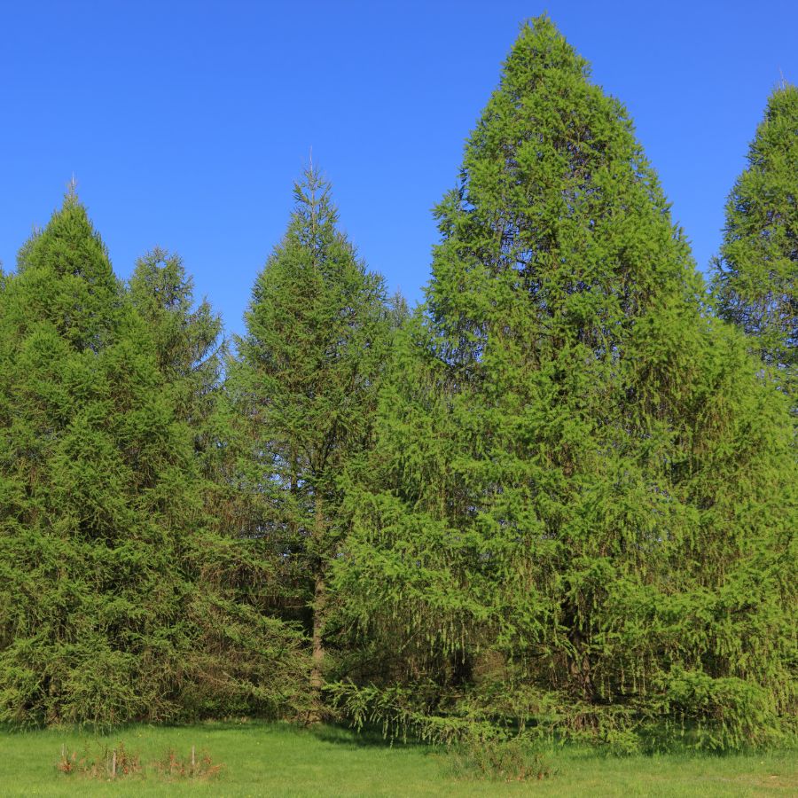 conifer trees on the edge of a clearing