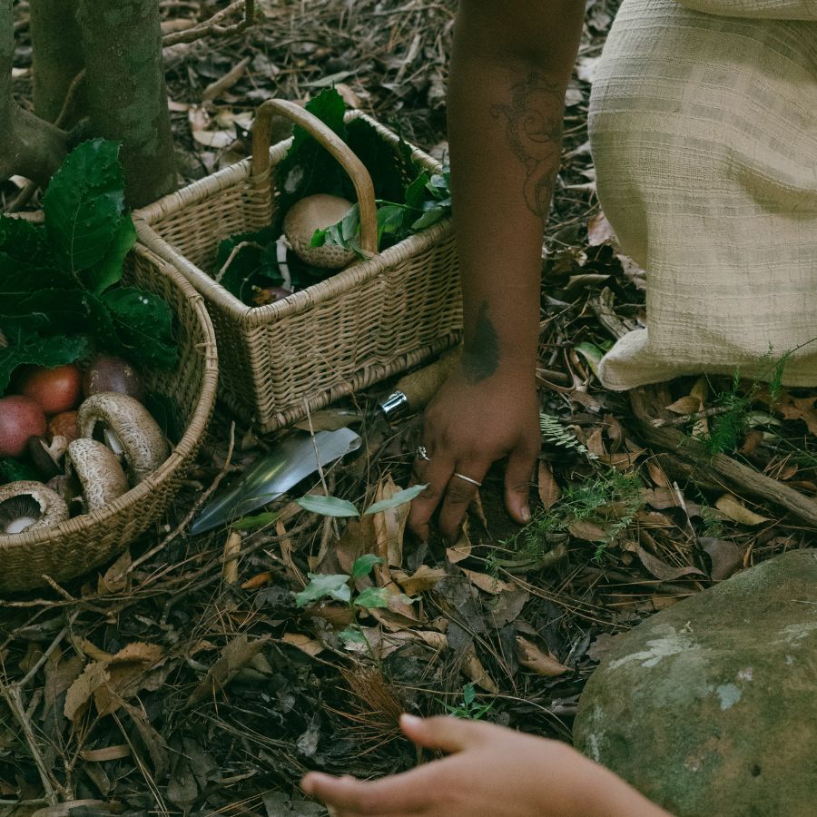 foraging in the forest