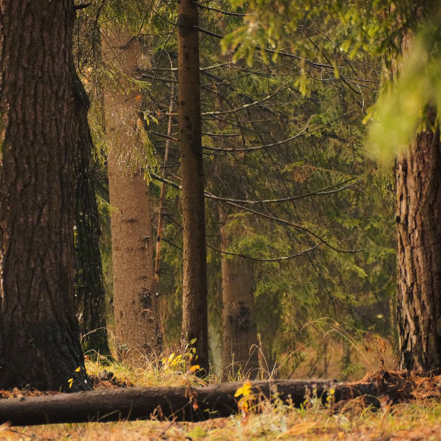 hardwood forest after rain