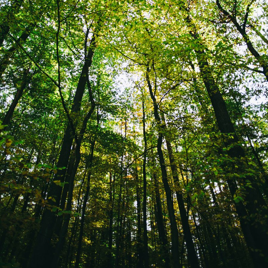 several trees in a hardwood forest