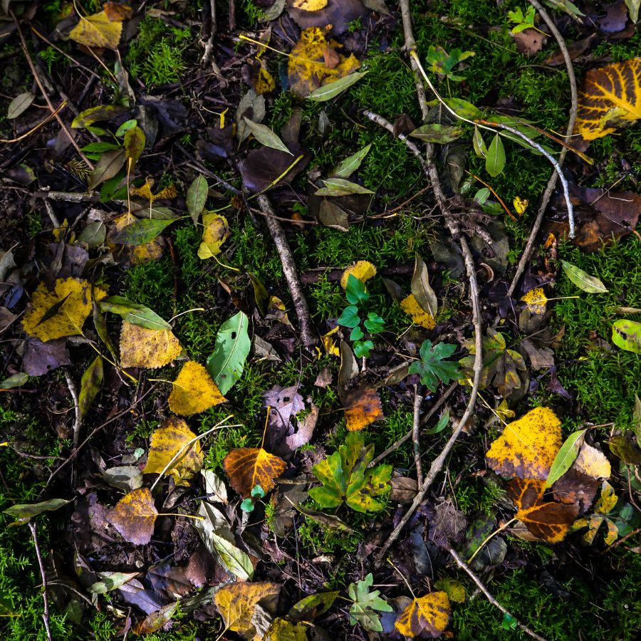 forest floor with leaf litter