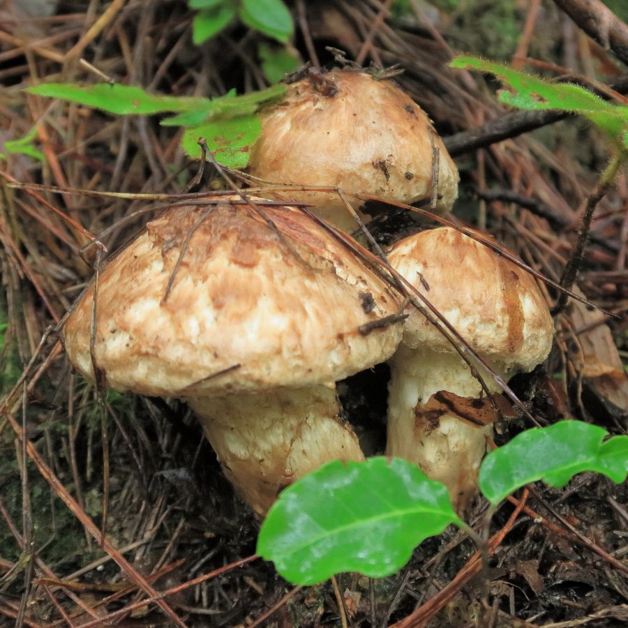three matsutake mushrooms on the forest floor