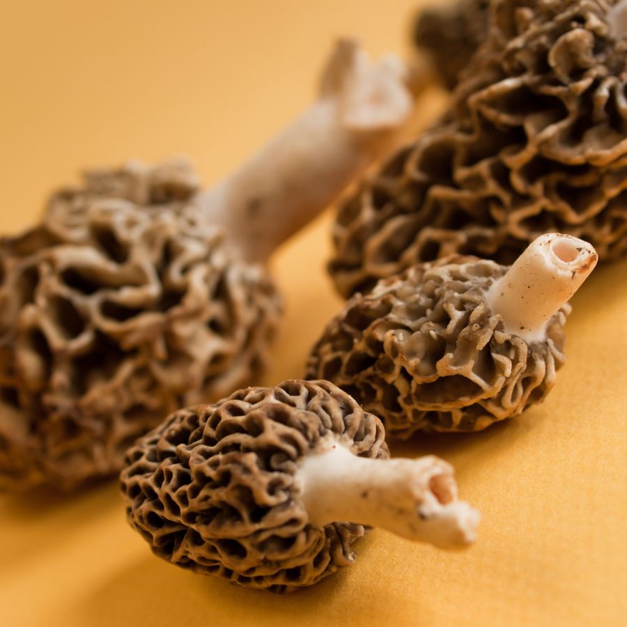 several harvested morel mushrooms