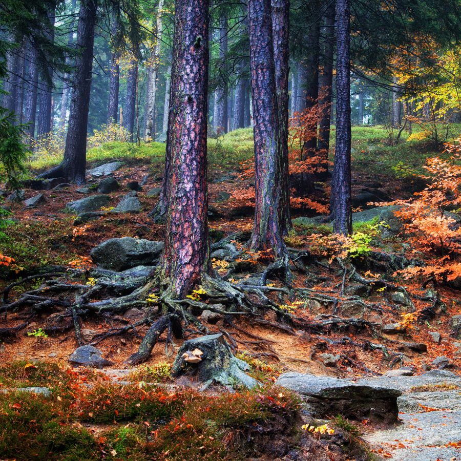 forest slope