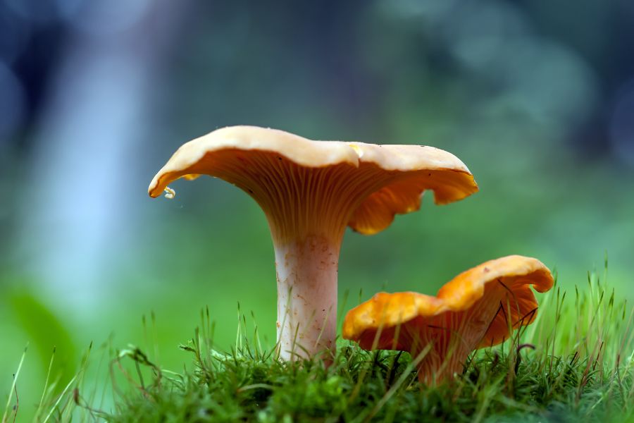 two yellow chanterelle mushrooms growing on the forest floor