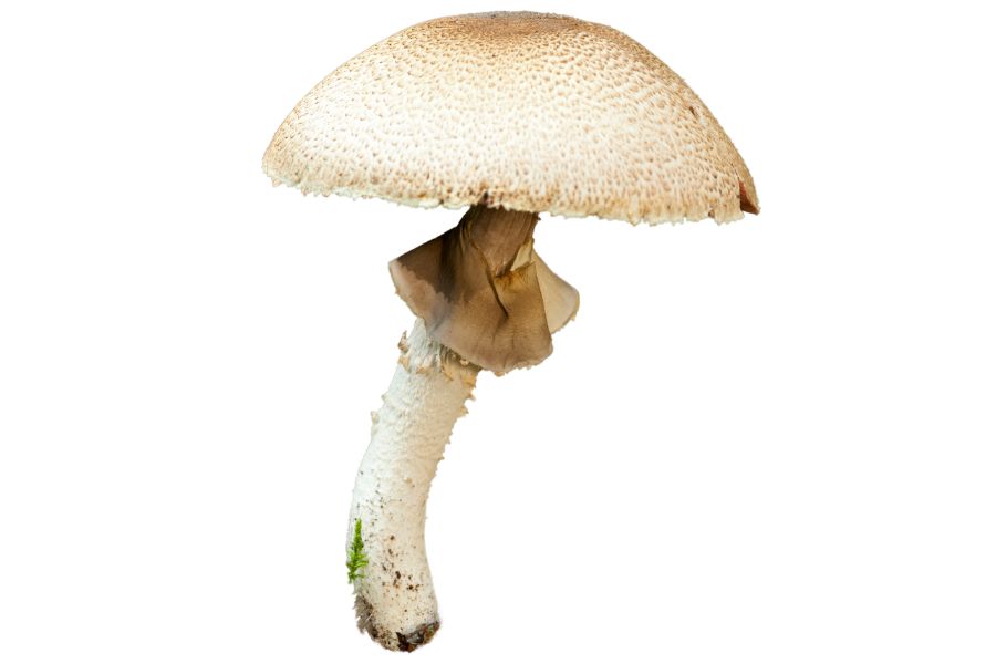 prince mushroom (Agaricus augustus)