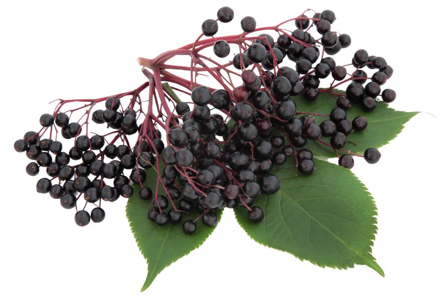 several elderberries with two green leaves