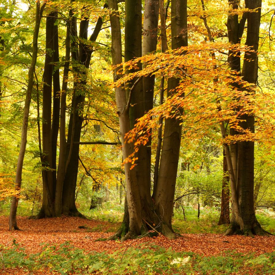 oak forest in the fall