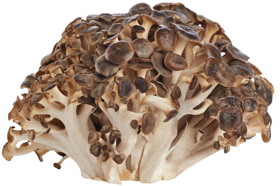 mushrooms with brown caps and white stems clustered together