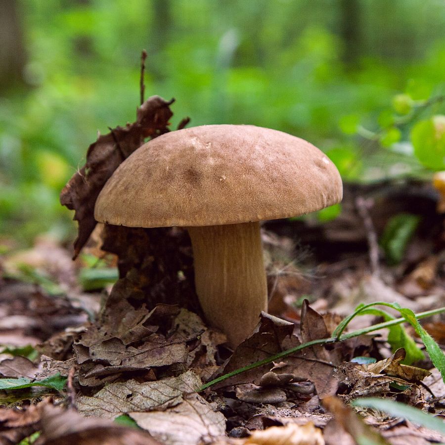 porcini mushroom on leaf-covered forest floor