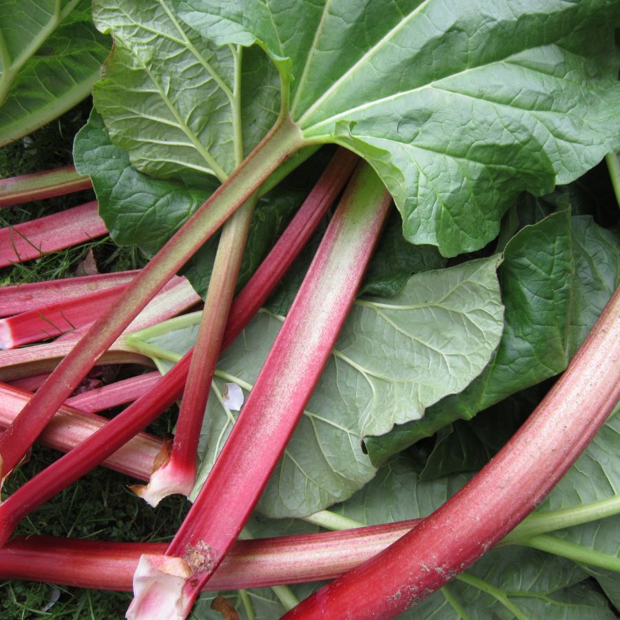 red rhubarb stems