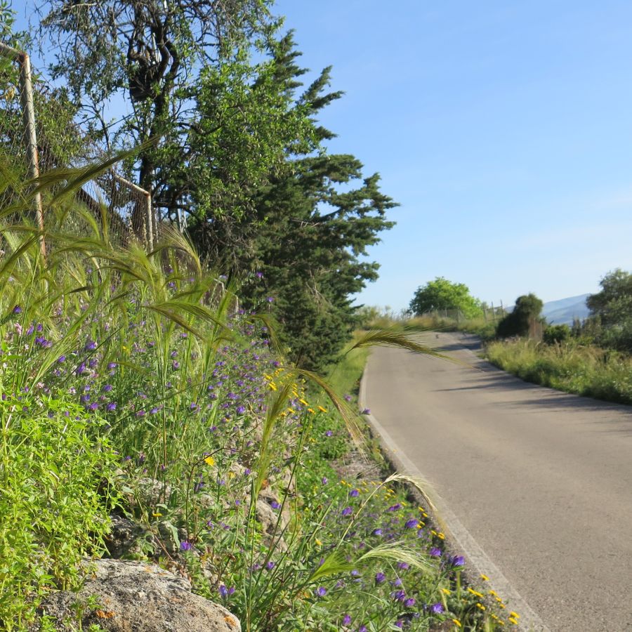 several plants growing on the side of a road