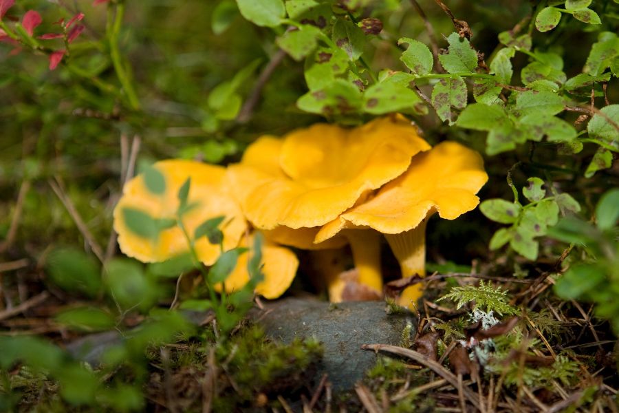 golden chanterelles on the forest floor