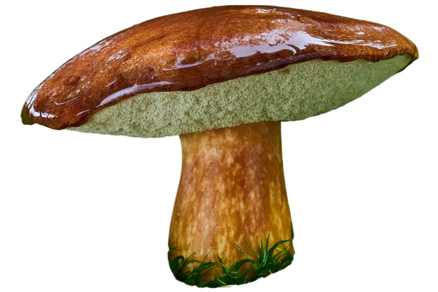 edible mushroom in texas