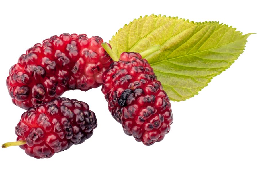 three red mulberries with a green leaf