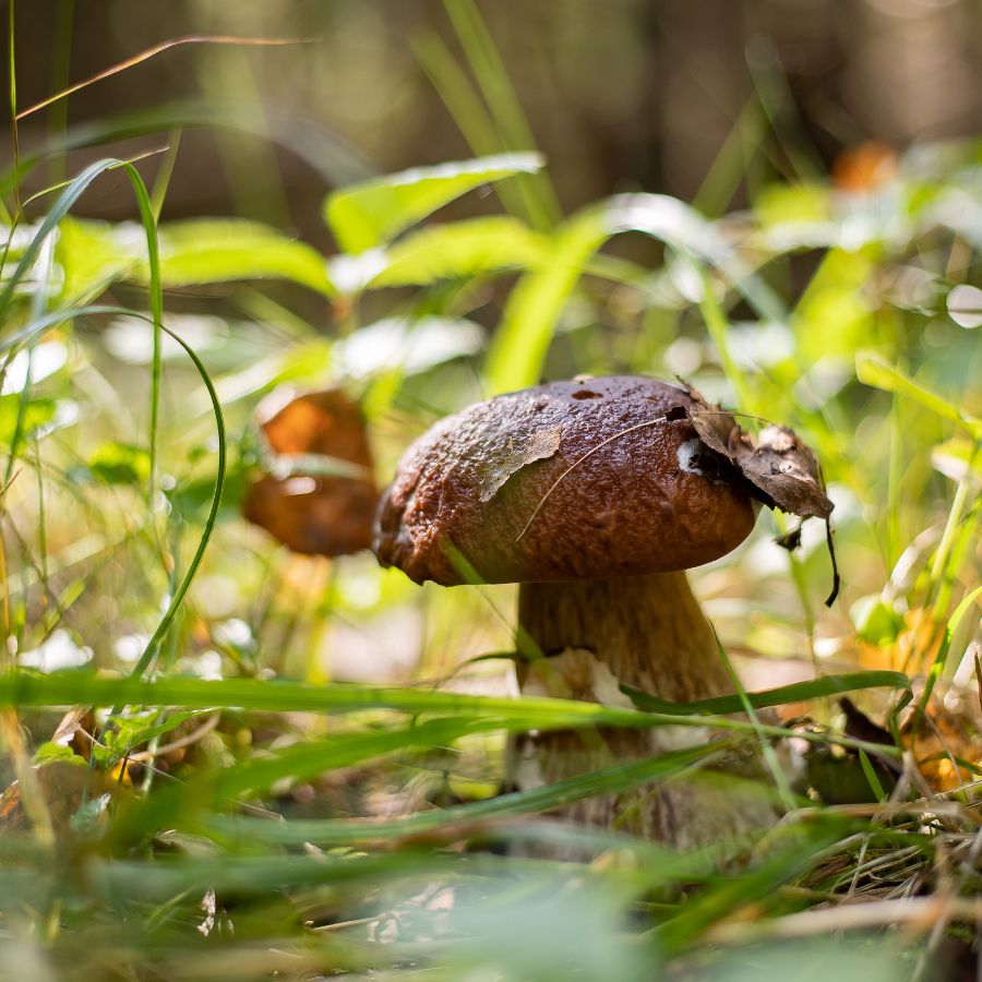 porcini mushroom on grassy forest floor