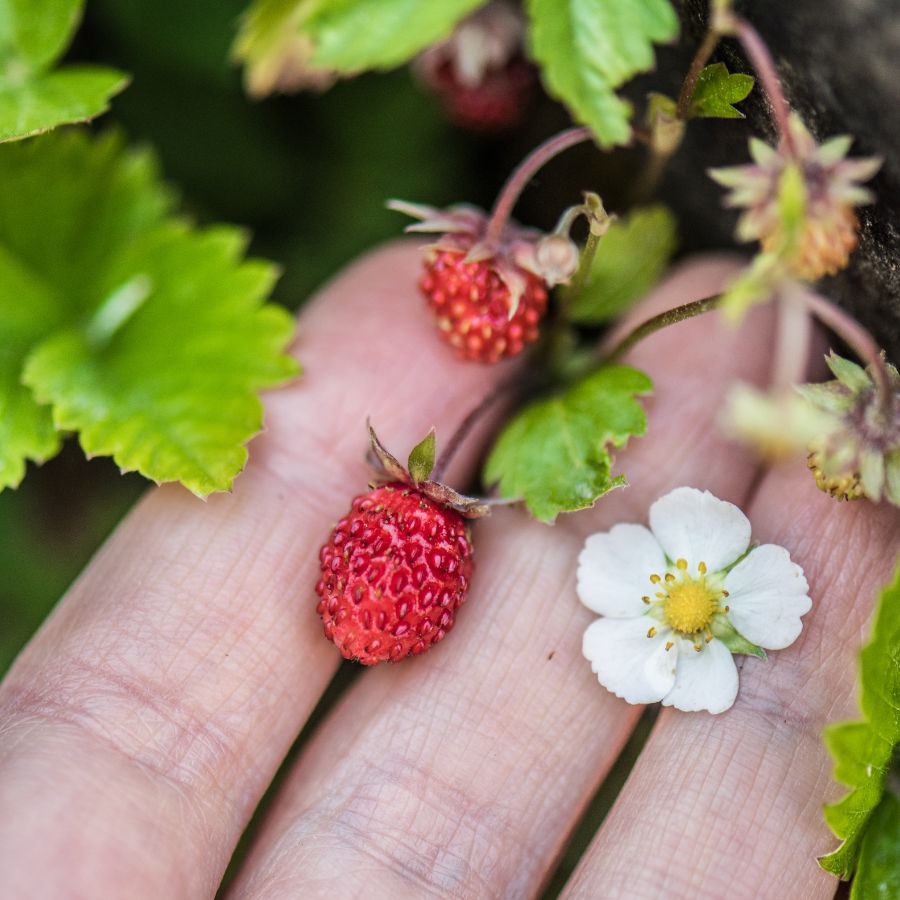 two small wild strawberries