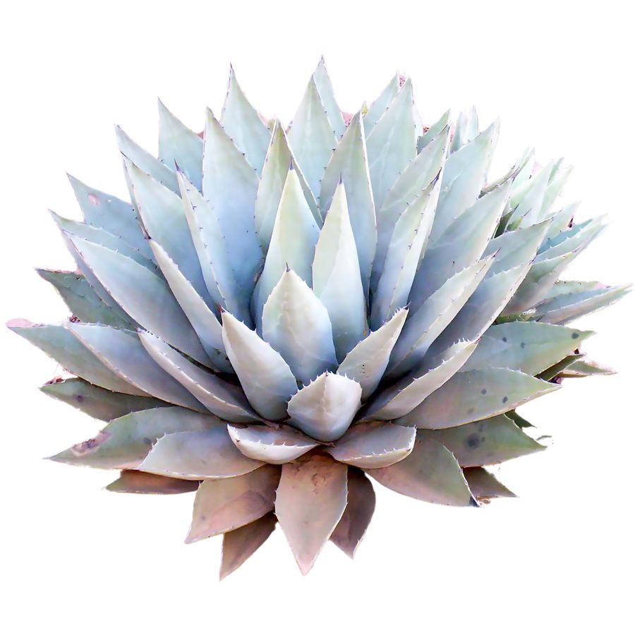 agave cactus
