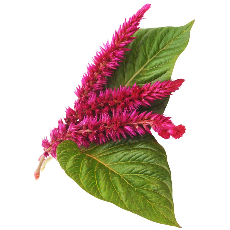 red-purple amaranth flowers and green leaves