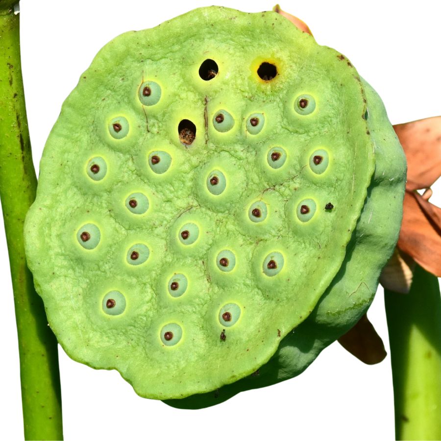 large green American lotus seed pod