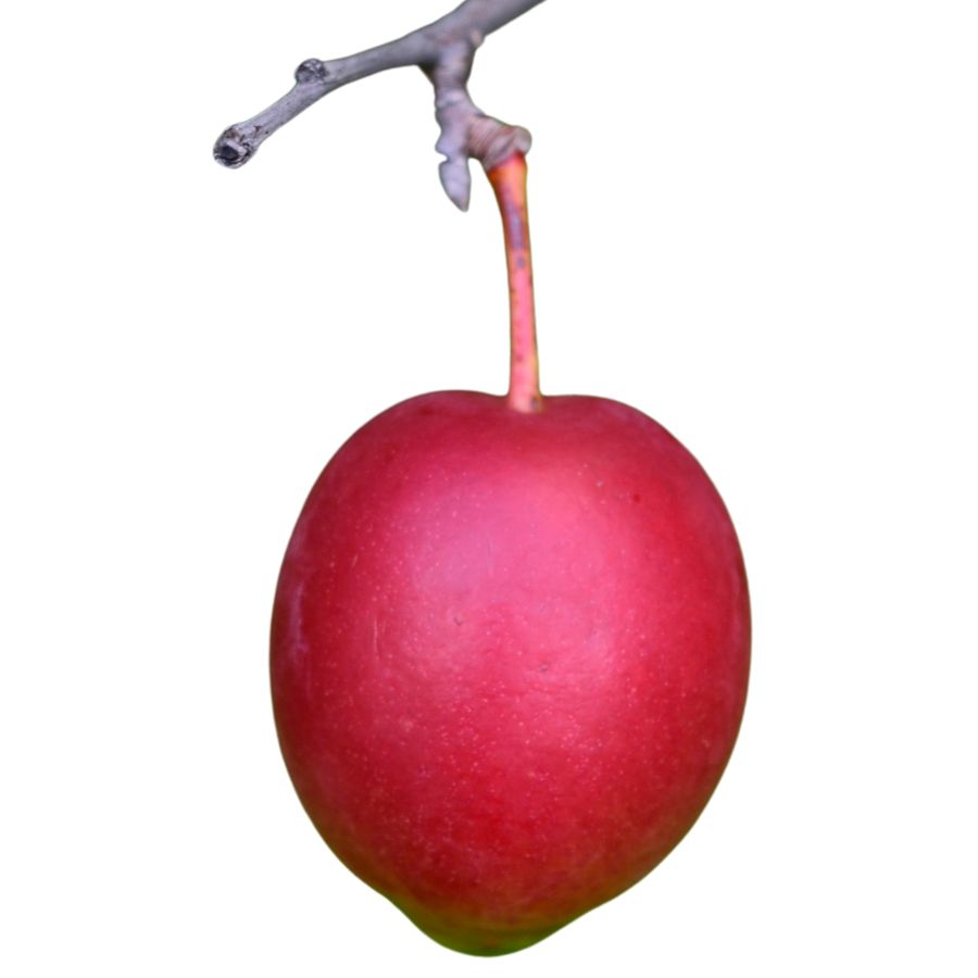red-purple American plum fruit