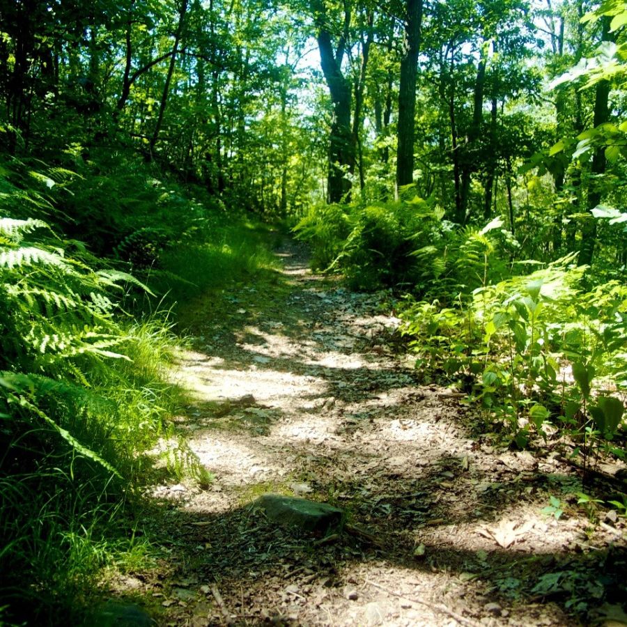 dirt trail in a forest