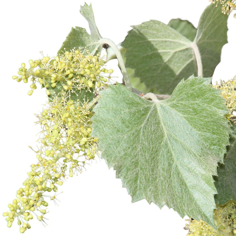 Arizona grape plant