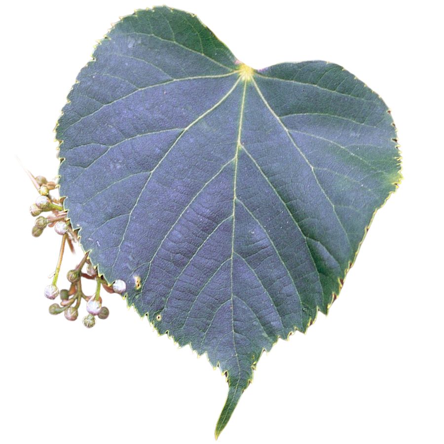 basswood leaf