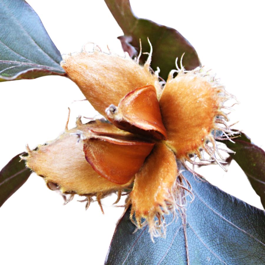 open beech nut