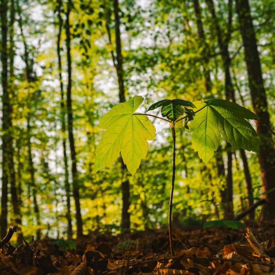 sapling growing in a forest