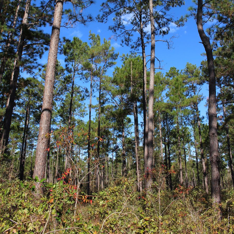 forest trees and undergrowth