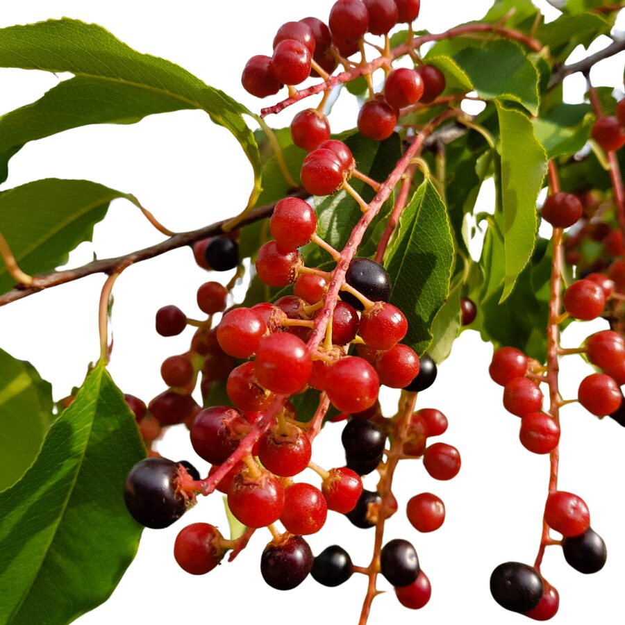 several black cherries on the branch