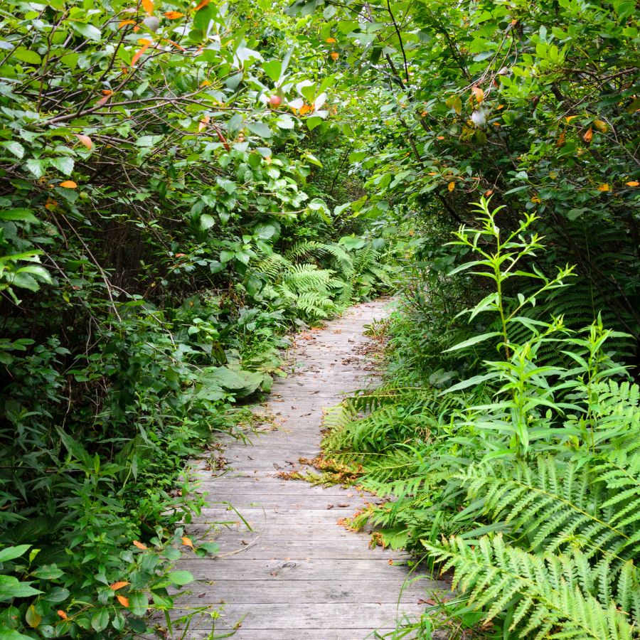 footpath in a forest