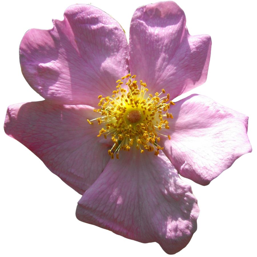 pink Carolina rose
