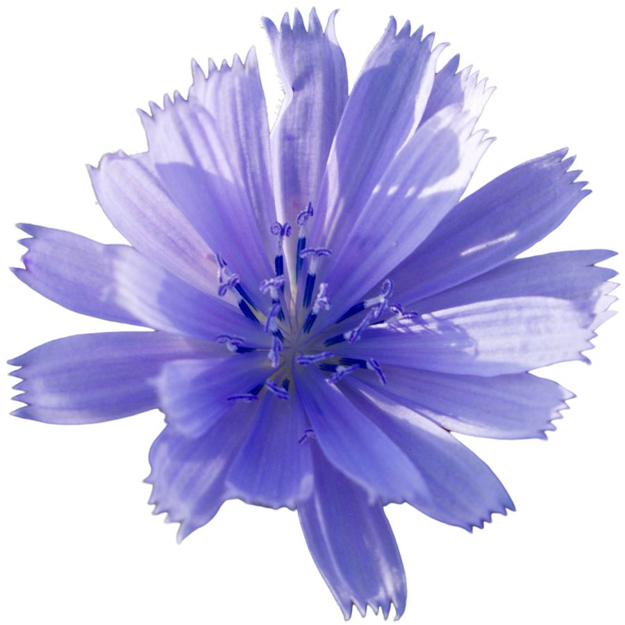 purple chicory flower