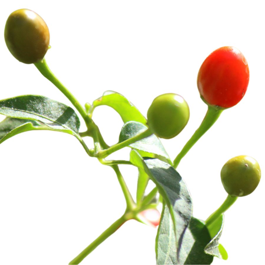 chiltepin peppers on the stem