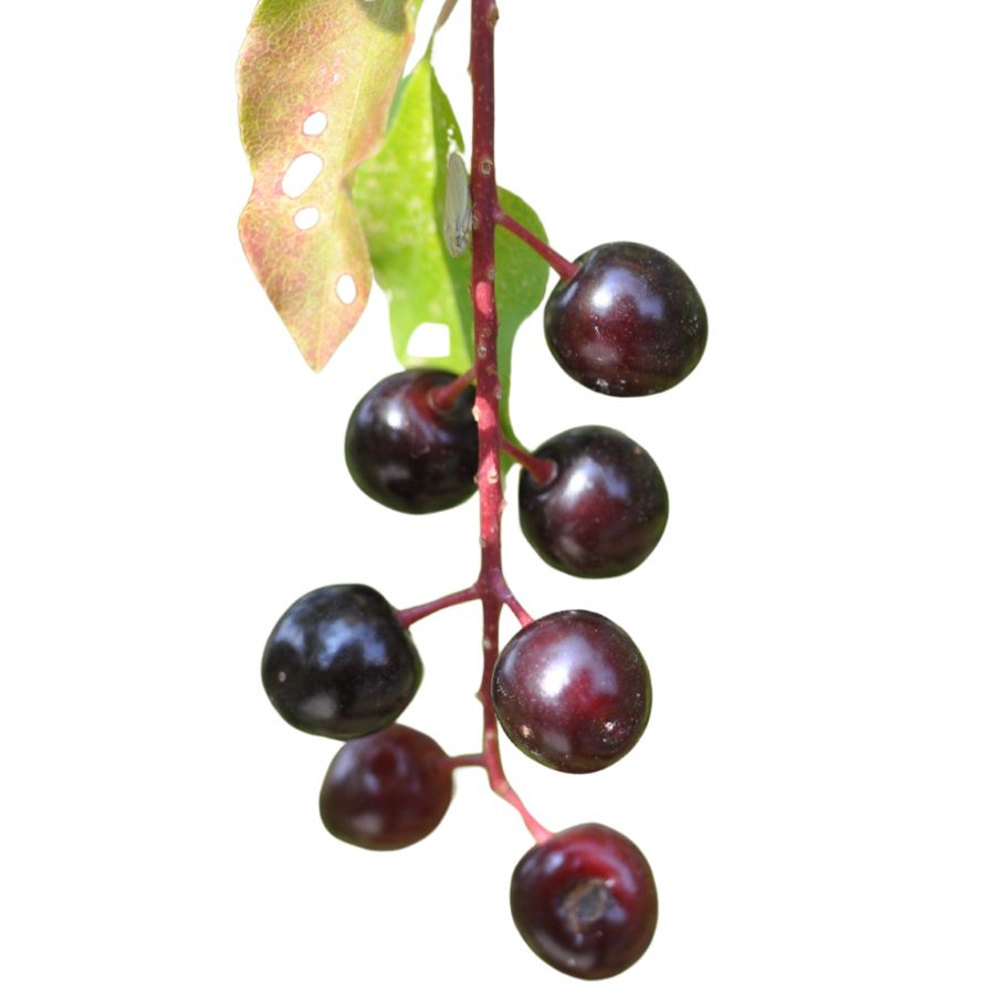several deep red chokecherries on the stem