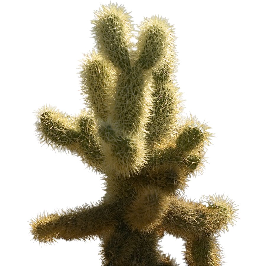 cholla cactus
