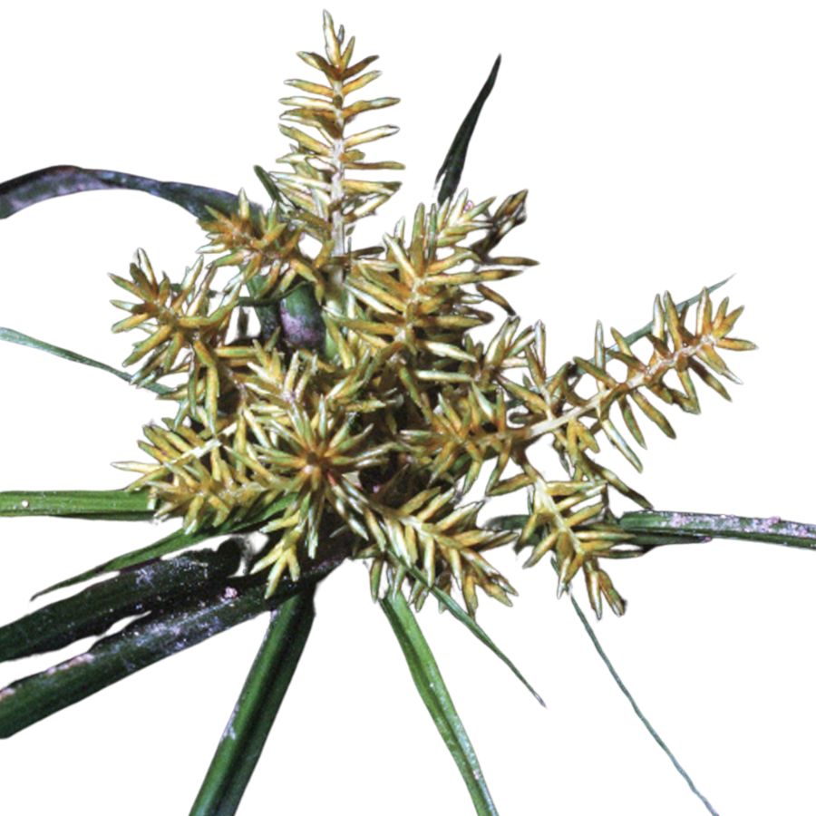 chufa plant