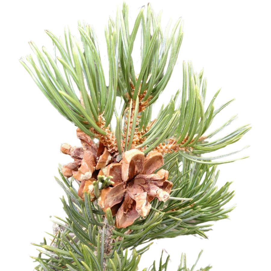 Colorado pinyon pine cone and needles