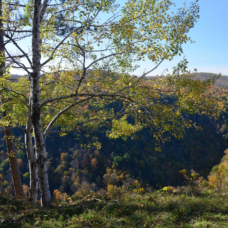 mountain forest