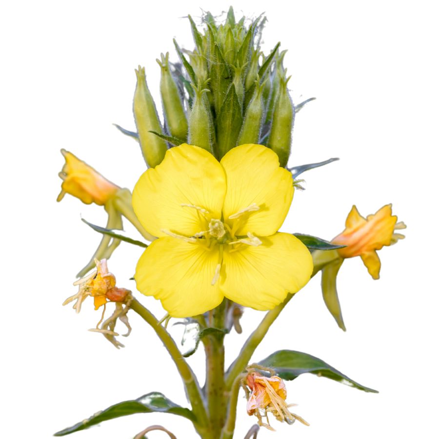 yellow common evening primrose flower