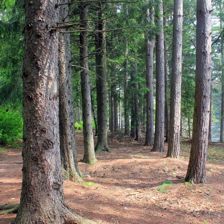 trees in a forest