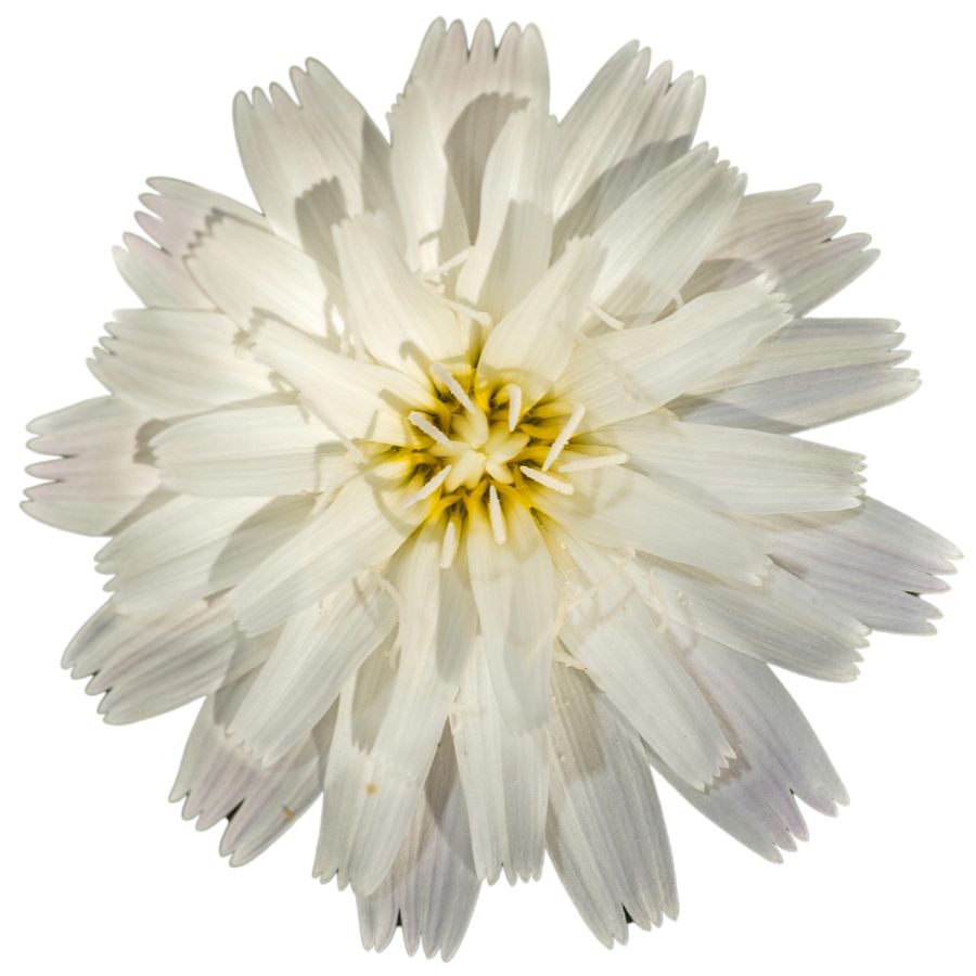 white desert chicory flower