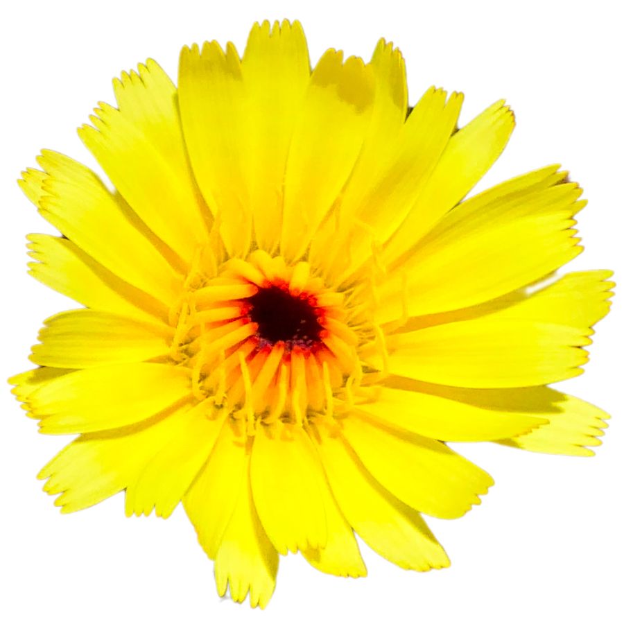 yellow desert dandelion