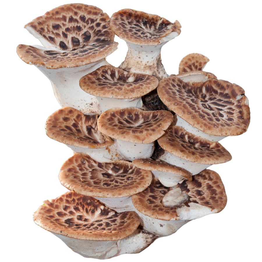 several young dryad's saddle mushrooms